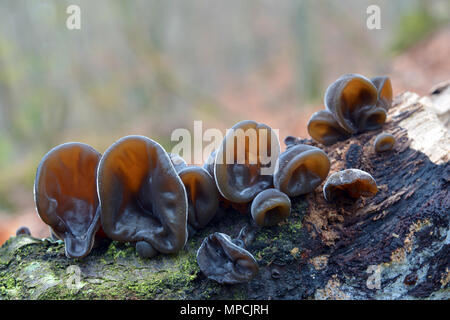 auricularia auricula-judae mushroom, known as the Jew's ear, wood ear, jelly ear Stock Photo