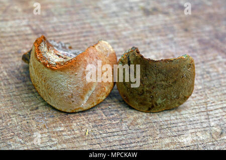 Phellinus pomaceus fungus on wood, cushion bracket Stock Photo