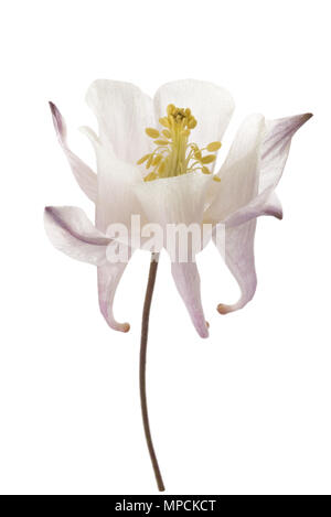 Aquilegia vulgaris (European columbine ) isolated on white background Stock Photo