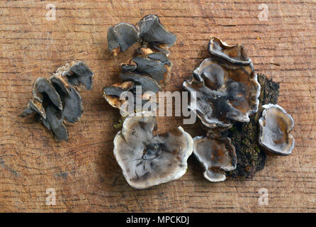 Bjerkandera adusta fungus, known as the smoky polypore or smoky bracket Stock Photo