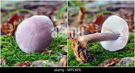 mycena pura mushrooms, commonly known as the lilac bonnet Stock Photo