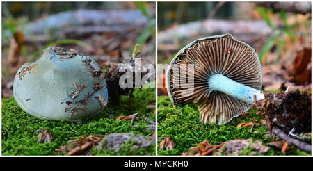 Clitocybe odora mushroom, known as the aniseed funnel toadstool Stock Photo