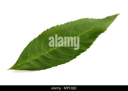 Green ash leaf isolated on white Stock Photo