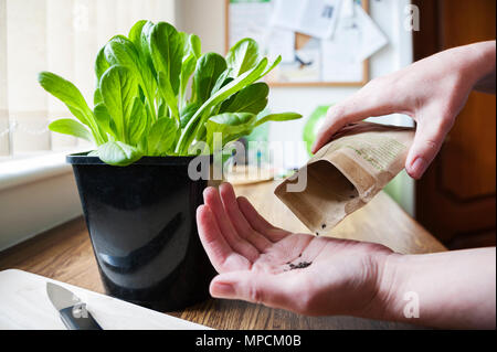 Grow your own salad leaves, lettuce little gem 'maureen' Stock Photo