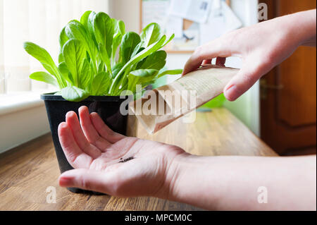 Grow your own salad leaves, lettuce little gem 'maureen' Stock Photo