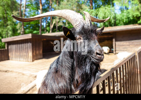 A male goat looks over a fence Stock Photo
