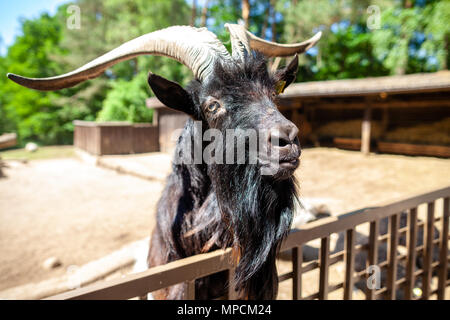 A male goat looks over a fence Stock Photo