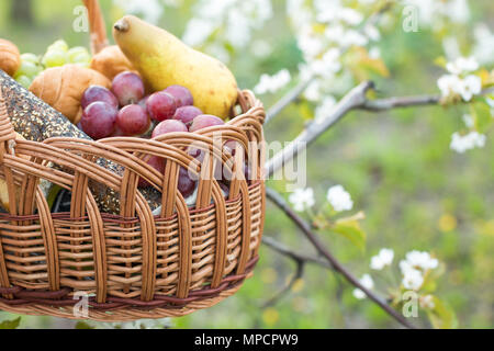 weekends, holidays, refreshment concept. in the garden of blooming cherry tree there is a picnic basket filled to the brim with pears and grapes and b Stock Photo