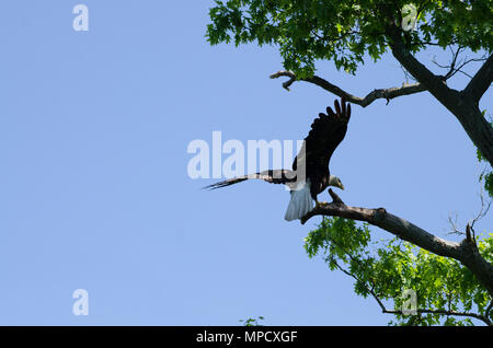 Eagle ready to fly Stock Photo