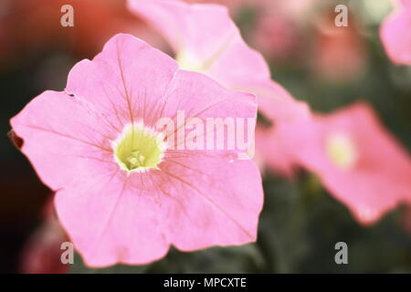 Petunia Flower In A Close up Look Stock Photo