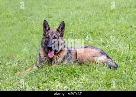 German Shepherd dog lies on the green grass.