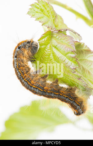 The caterpillar of the Lackey Moth, Malacosoma neustria, found in North Dorset England UK GB and photographed on a white background. It can be seen he Stock Photo