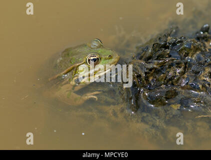 Closeup of a green frog in the swamp Stock Photo