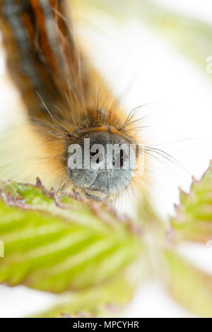 The caterpillar of the Lackey Moth, Malacosoma neustria, found in North Dorset England UK GB and photographed on a white background. It can be seen he Stock Photo