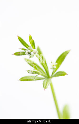 Cleavers, Galium aparine, sometimes called goosegrass, in flower. Found growing in a hedgerow in North Dorset England UK GB. On a white background Stock Photo