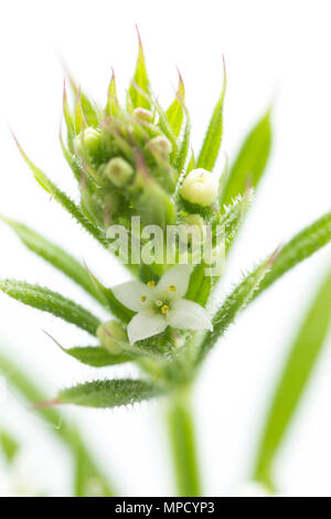 Cleavers, Galium aparine, sometimes called goosegrass, in flower. Found growing in a hedgerow in North Dorset England UK GB. On a white background Stock Photo