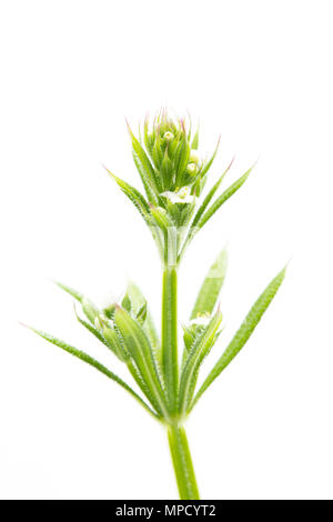 Cleavers, Galium aparine, sometimes called goosegrass, in flower. Found growing in a hedgerow in North Dorset England UK GB. On a white background Stock Photo