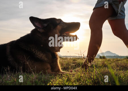 Young dog german shepherd lying on green grass resting after game Stock Photo