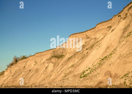 Sandy clay soil vertical breakage with plant roots and small isolated vegetation. Blue sky. Sea coast behind the shot Stock Photo