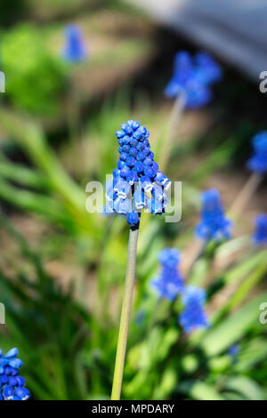 tiny beautiful bright blue inflorescence bunch of garden grape-hyacinth closeup Stock Photo