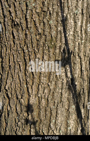 background, texture - sunlit tree bark poplar with shadows from young twigs Stock Photo