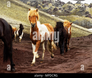 Several Icelandic horses run on a slope in the highlands, an animal with brown-white fur is defining the image, a local motif - Location: Iceland Stock Photo
