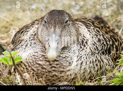 Close up of nesting female eider duck, Somateria mollissima, Isle of May, Scotland, UK Stock Photo