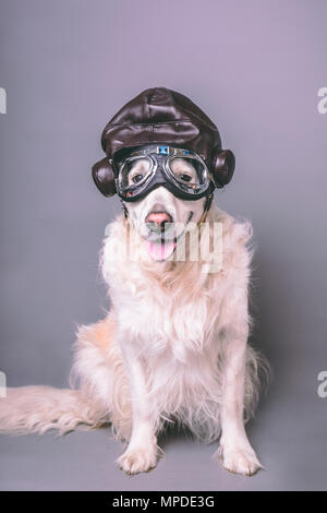 White golden retriever with vintage aviator helmet and goggles against a grey seamless background Stock Photo