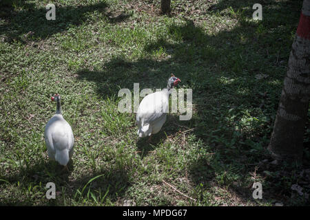 Young turkeys with smooth white feathers roaming free in a garden in Ecuador Stock Photo