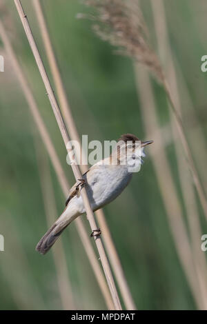 Paddyfield Warbler (Acrocephalus agricola) Stock Photo