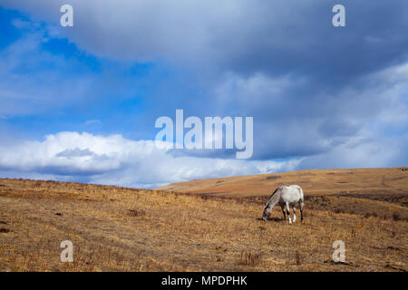 A grazing white horse the beautiful Glenbow Ranch Provincial Park in Alberta Stock Photo