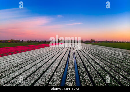Big tulip field with red and white tulips at sunset in the Netherlands Stock Photo