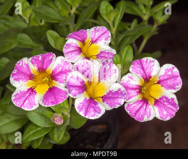 Cluster of spectacular and unusual pink and white flowers with yellow thrao and green leaves of Calibrachoa 'Candy Crush' against dark background Stock Photo