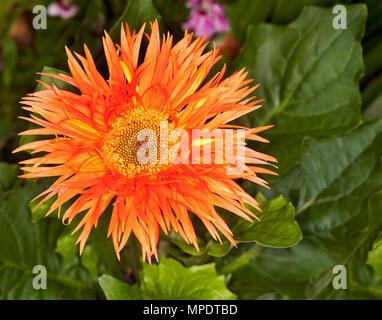 Spectacular and unusual vivid orange flower of Gerbera jamesonii cultivar with frilly petals on background of its green leaves Stock Photo