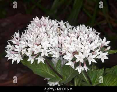 Large cluster of delicate white flowers and foliage of Pentas lanceolata, Egyptian star flower, an evergreen shrub, on dark background in Australia Stock Photo