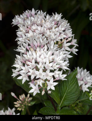 Large cluster of delicate white flowers and foliage of Pentas lanceolata, Egyptian star flower, an evergreen shrub, on dark background in Australia Stock Photo