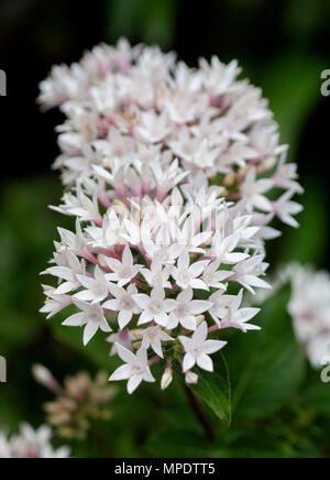 Large cluster of delicate white flowers and foliage of Pentas lanceolata, Egyptian star flower, an evergreen shrub, on dark background in Australia Stock Photo