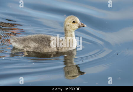 Greylag Gosling swimming on the pond, close up Stock Photo