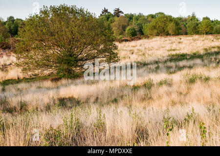 Beautiful Chailey Common Nature Reserve in West Sussex Stock Photo