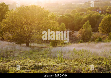 Beautiful Chailey Common Nature Reserve in West Sussex Stock Photo - Alamy