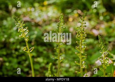 Common Twayblade flowering on the South Downs hills in Sussex Stock Photo