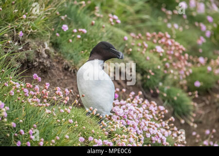 Razorbill, alca torda, standing on a cliff, surrounded by thrift flowers, in scotland in the springtime Stock Photo