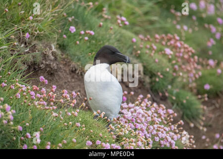 Razorbill, alca torda, standing on a cliff, surrounded by thrift flowers, in scotland in the springtime Stock Photo