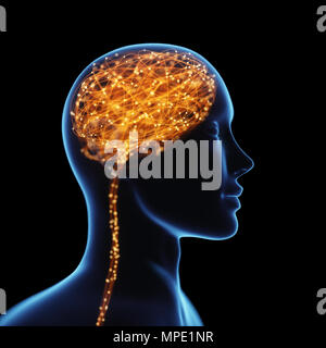 3D illustration. X-ray of the head and human brain in concept of neural connections and electrical pulses. Sparkles inside the brain. Powerful mind. Stock Photo