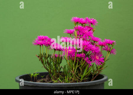 pink garden daisies in flower pot Stock Photo
