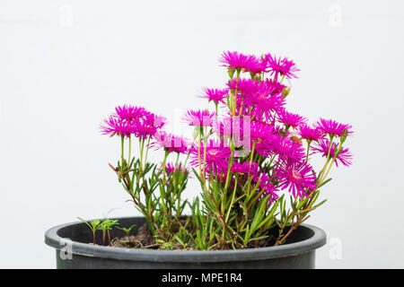 pink garden daisies in flower pot Stock Photo