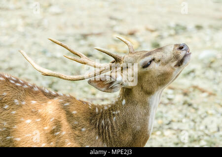 Sambar deer (Cervus unicolor equinis) Stock Photo