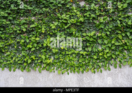 background of a green leafy vine on a white stucco wall Stock Photo
