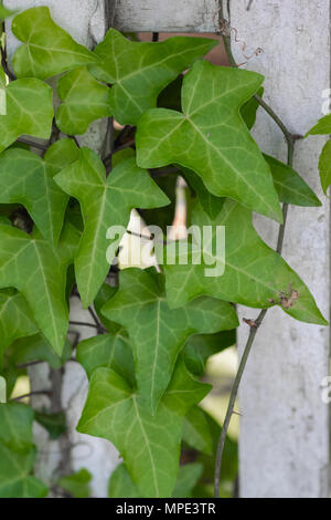 bright green ivy on a white picket fence Stock Photo