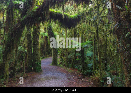 New Zealand rainforest details landscape picture Stock Photo